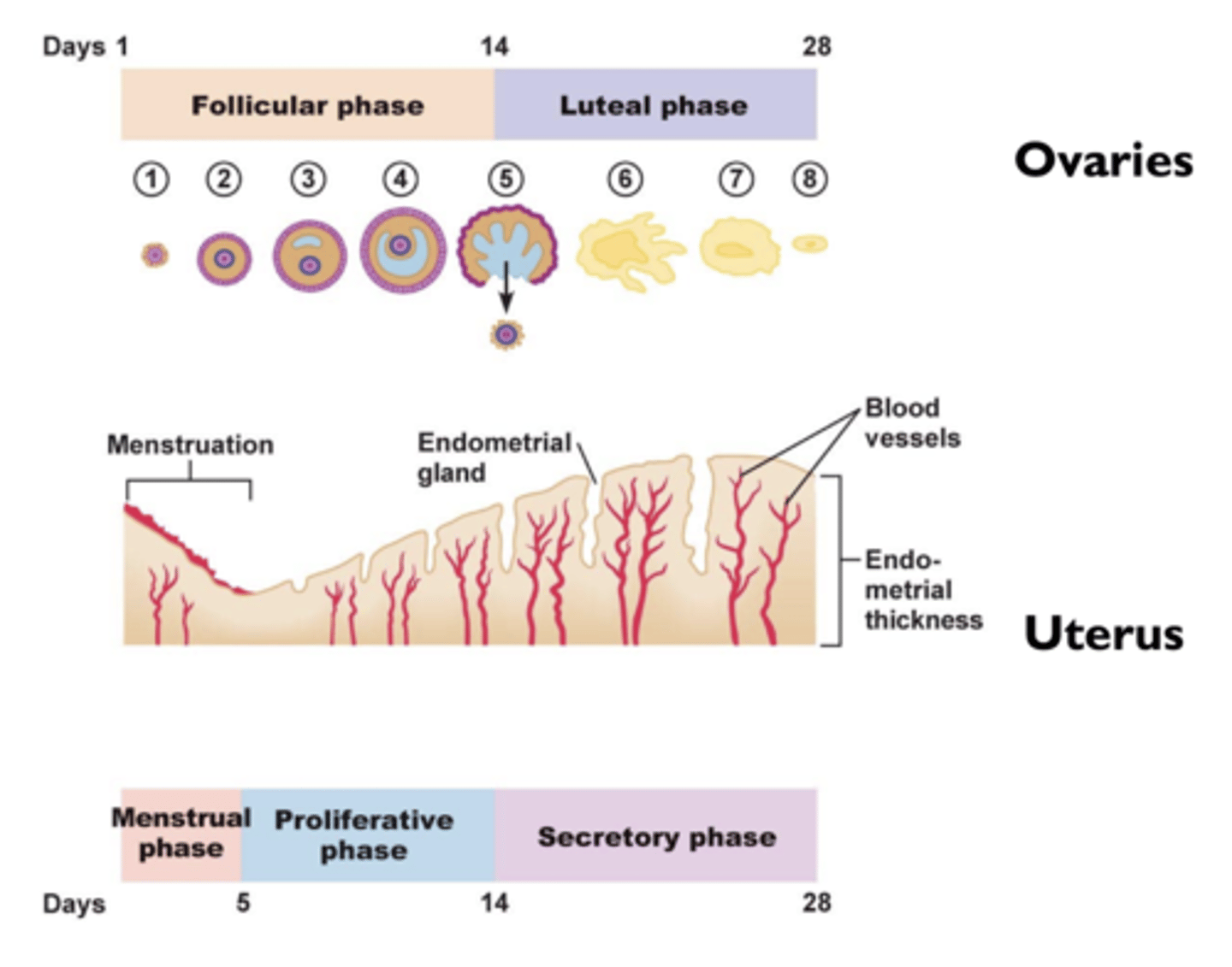 <p>- early follicular phase</p><p>- late follicular phase</p><p>- luteal phase</p>