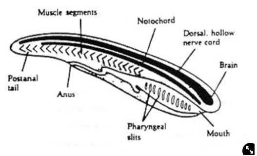 <ol><li><p><strong>Notochord→ </strong>flexible rod for support, is often lost</p></li><li><p><strong>Nerve Cord→ </strong>is dorsal and hollow, develops into the brain and nerve cord</p></li><li><p><strong>Pharyngeal (gill) Slits→ </strong>within the pharynx in the early part of the gut, is a deuterostome feature: invertebrates use this for filter feeding, vertebrates use this for respiration</p></li><li><p><strong>Post-anal Tail→ </strong>muscular, used for movement</p></li><li><p><strong>Endostyle→ </strong>in the pharynx, produces mucus to aid filter feeding, is homologous to the vertebrate thyroid gland which concentrates iodine</p><ul><li><p><span>Lamprey metamorphasise their endostyle into a thyroid gland</span></p></li></ul></li></ol>