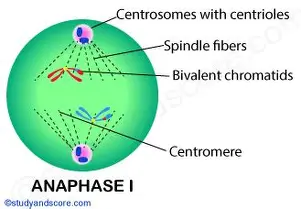 <p>homologous chromosomes separate haploid daughter cells </p>