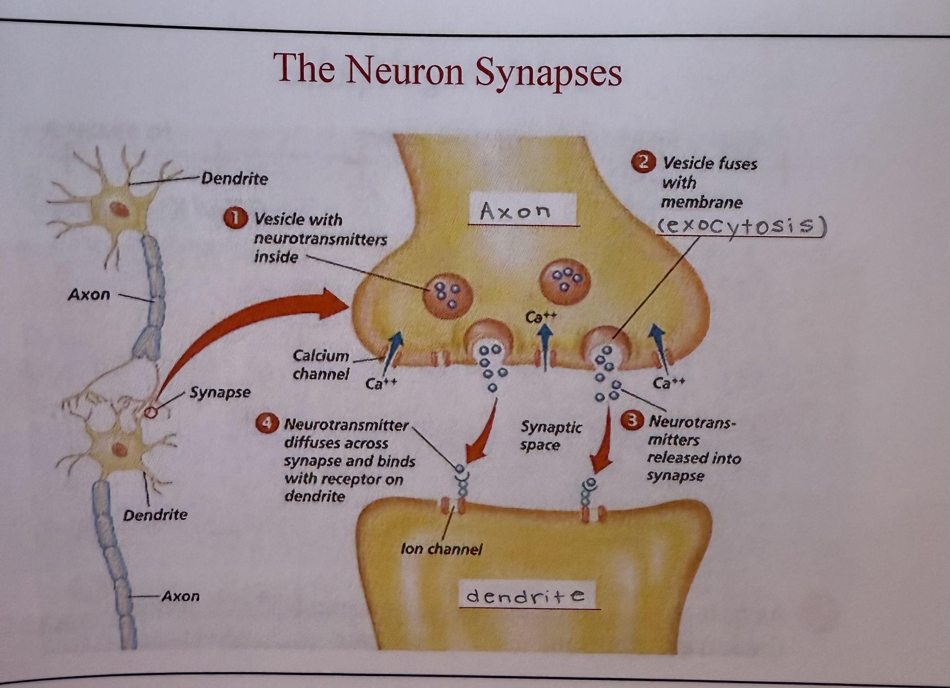 knowt flashcard image