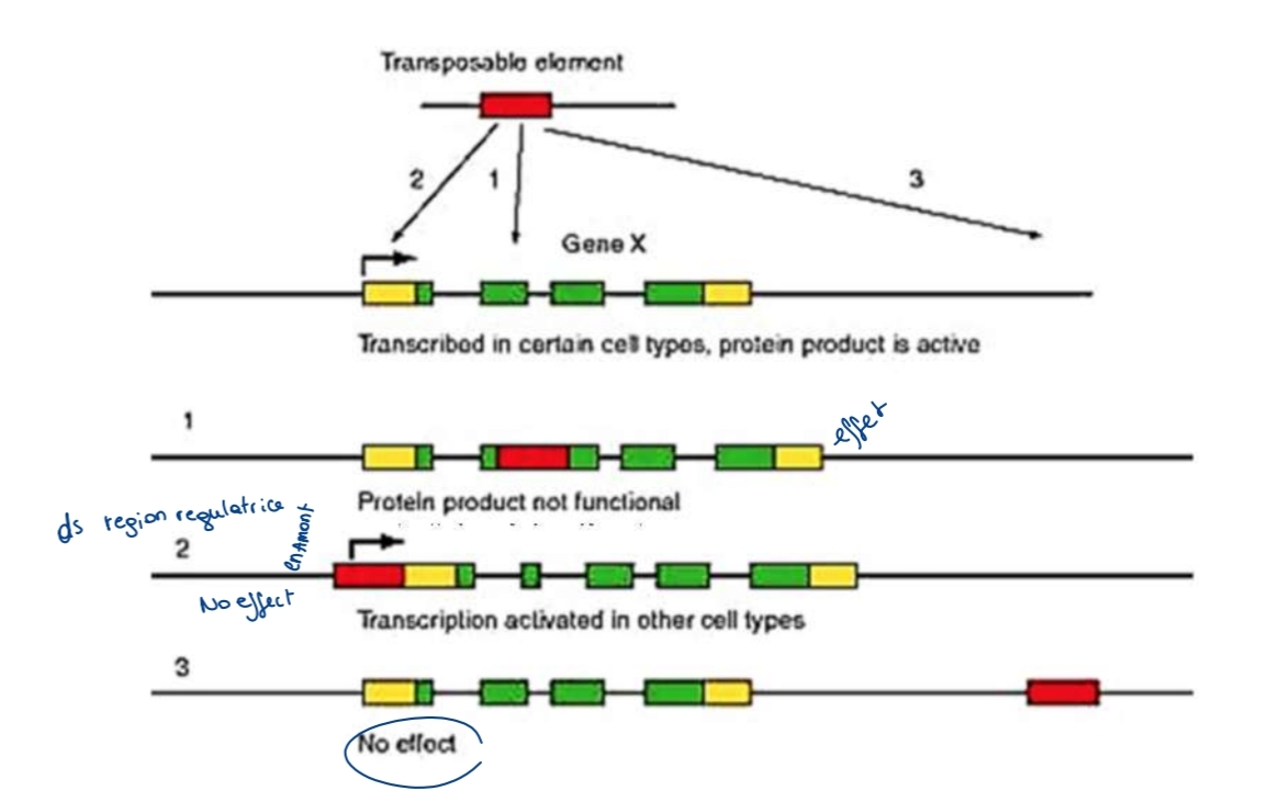 <p>Insertion → gène KO<br>Activation ectopique transcription<br>Modification épissage / régulation</p>