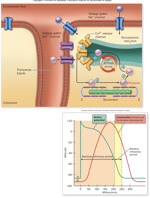 <p>Process: Excitation-Contraction coupling in cardiac muscle cells</p>