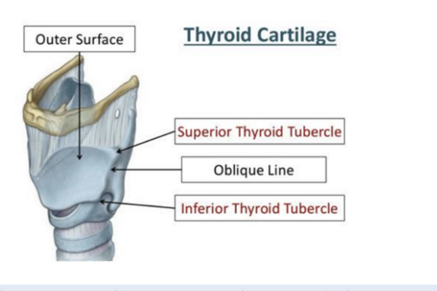 <ul><li><p>Deep to the superior parts of the omohyoid and sternohyoid </p></li><li><p>Origin — oblique line on the outer lamina of the thyroid cartilage  </p><ul><li><p>Passes upward to insert into greater horn &amp; adjacent aspect of the body of the hyoid bone</p></li></ul></li><li><p>Functions — depend on which bone is fixed</p><ul><li><p>Generally depresses hyoid</p></li><li><p>When hyoid is fixed it raises the larynx (ex. when high notes are sung) </p></li></ul></li><li><p>Innervation </p><ul><li><p>Innervated by fibers from the anterior ramus of C1 that travel with the hypoglossal nerve (XII) </p></li></ul></li></ul>