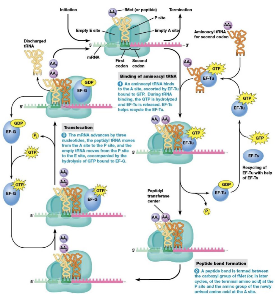 <p>EF-Tu and EF-Ts are necessary for elongation to begin</p>