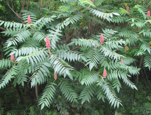 <p><em>Rhus typhina</em></p>