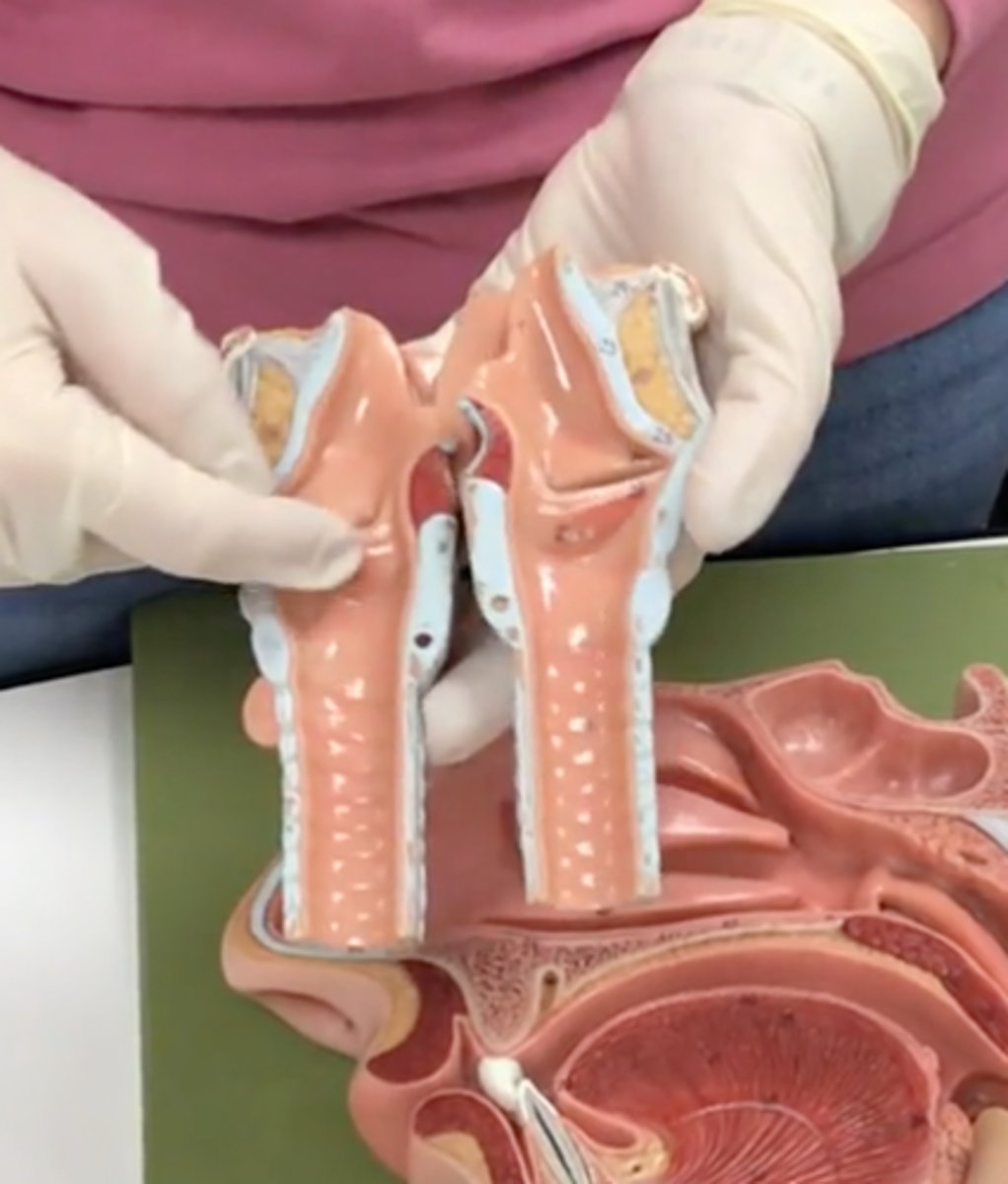 <p>inferior fold</p>