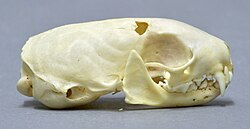 <p><br>braincase >1/2 total length of skull (braincase longer)</p>