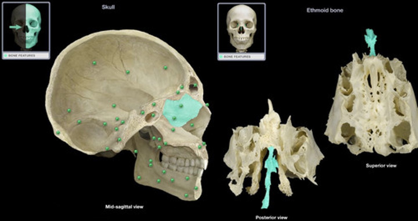 <p>Ethmoid bone</p>