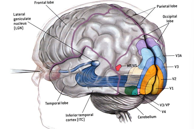 <p>moving stimuli</p><p>found in the inferotemporal cortex where cells show preferences to particular classes of objects</p><p>motion processing is critical for identity (ventral path) and action (dorsal path)</p>