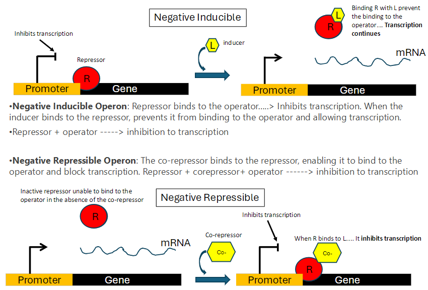 <p><strong>Negative Inducible Operon</strong><br>āRepressor is active by default and binds to the operator<br>āBlocks transcription of structural genes<br>āInducer binds to the repressor, inactivating it<br>āRepressor can no longer bind the operator<br>āTranscription occurs<br>āTypically involved in degradation or metabolism of molecules</p><p><strong>Negative Repressible Operon</strong><br>āRepressor is inactive by default and cannot bind the operator<br>āTranscription of structural genes normally takes place<br>āCo-repressor binds to the repressor, activating it<br>āActive repressor binds to the operator<br>āTranscription is inhibited<br>āTypically involved in biosynthesis of molecules</p>