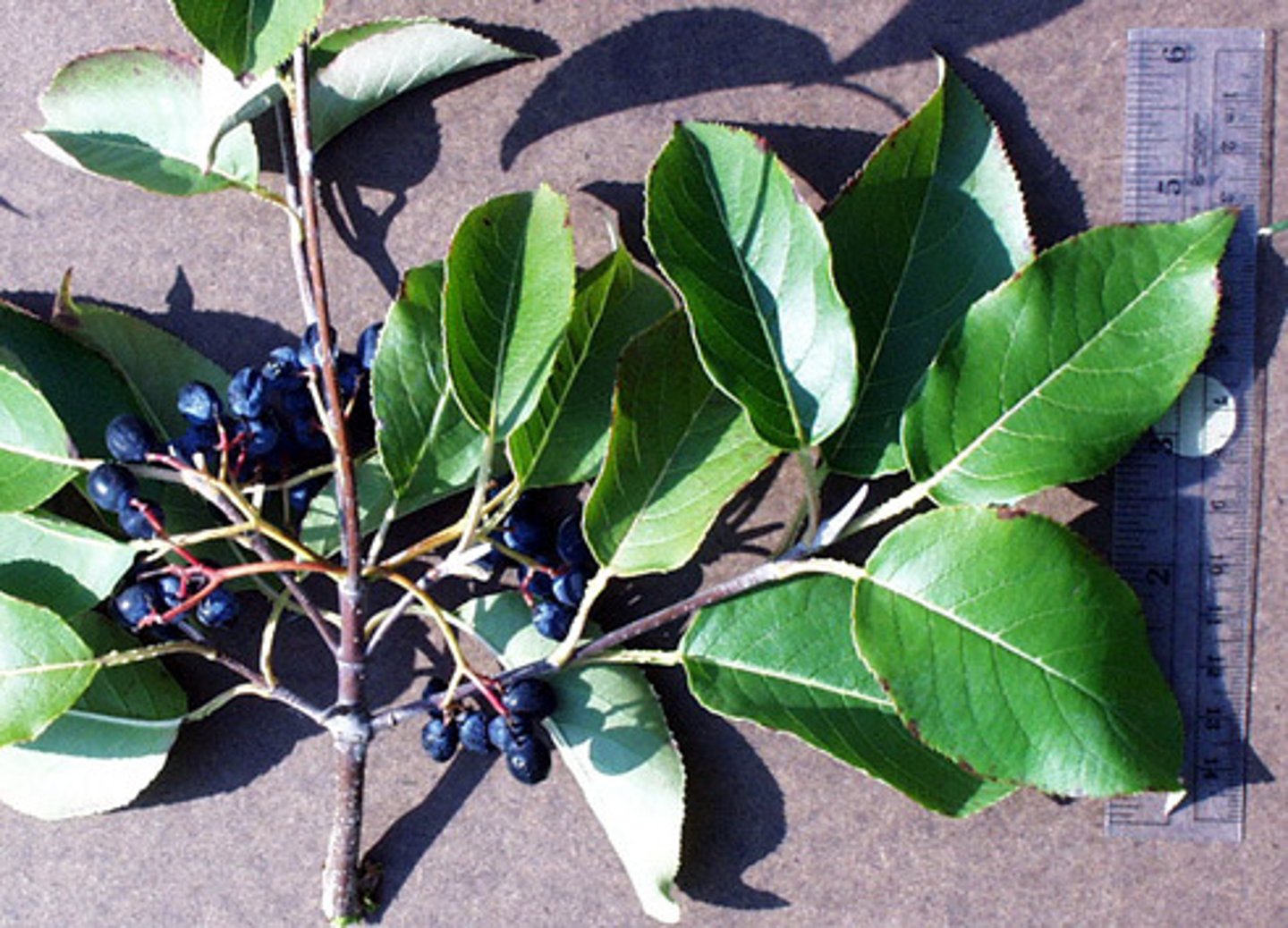 <p>Adoxaceae Viburnum lentago</p>