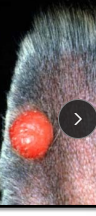 <p>Histiocytoma (Button Tumor)</p>