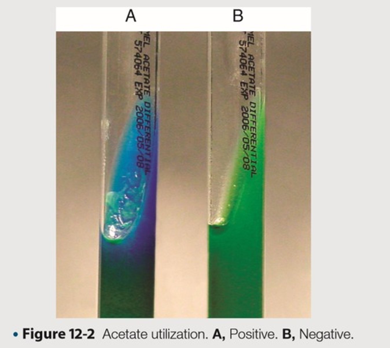 <p>This is the organism and its expected results for the quality control of Acetate utilization to exhibit negative results</p>