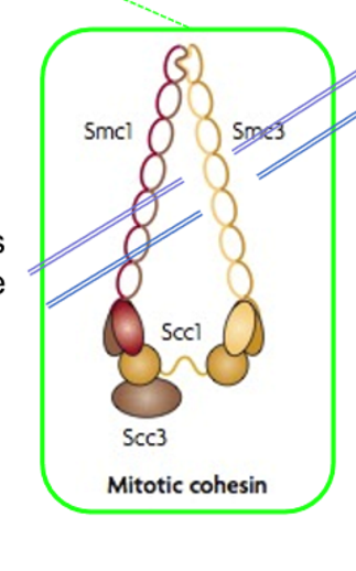 <p>= bouwstenen van de hoefijzerstructuur van het cohesinecomplex, dit complex zorgt dat de zusterchromatiden bij elkaar blijven na de DNA verdubbeling (profase)</p><p>Smc1 = Structural maintenance of chromosomes protein 1</p><p>Smc3 = Structural maintenance of chromosomes protein 3</p>