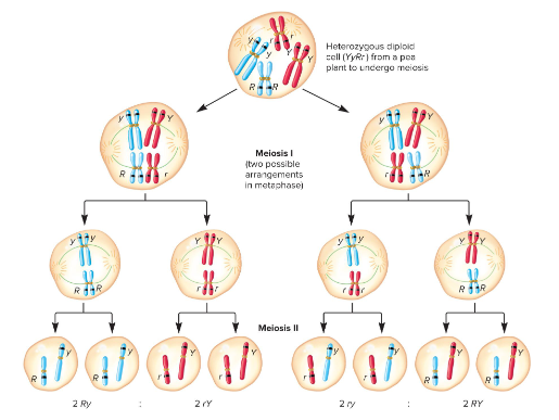<p>Fill in the blank…</p><p>Homologous chromosomes segregate from each other in ( ). This leads to the segregation of the alleles into separate gametes in ( ), which explains Mendel’s law of segregation. The random alignment of homologs during meiosis also explains the ( ).</p>