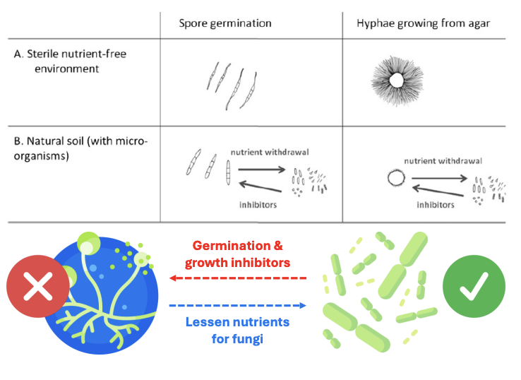<p>In natural soil, microbial activity contributes to spore dormancy by _</p>