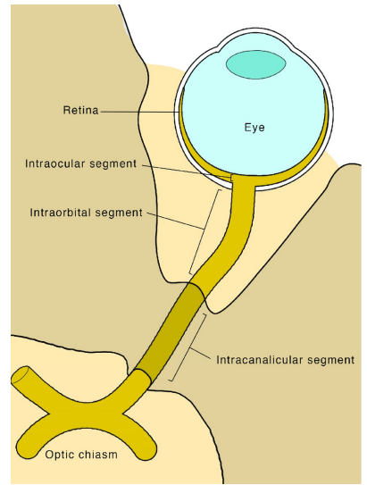 <p>RNFL turn another <strong>90 degrees</strong> at optic Disc and exit as the “optic nerve”</p><p><strong>90% </strong>will <strong>terminate </strong>in the <strong>LGN</strong>, <strong>10%</strong> <strong>control pupils</strong> or <strong>circadian rhythm.</strong></p><p><strong>5-6 cm </strong>long</p><p>4 segments based on location</p><p>• <strong>Intraocular </strong>– <strong>0.7 to 1 mm </strong>(shortest)</p><p>• <strong>Intraorbital </strong>–<strong> 30 mm </strong>(longest)</p><p>• <strong>Intracanalicular </strong>– <strong>6 to 10 mm</strong></p><p>• <strong>Intracranial </strong>– <strong>10 to 16 mm</strong> (8-19 in some sources)</p>