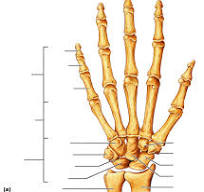<p>label this hand</p>