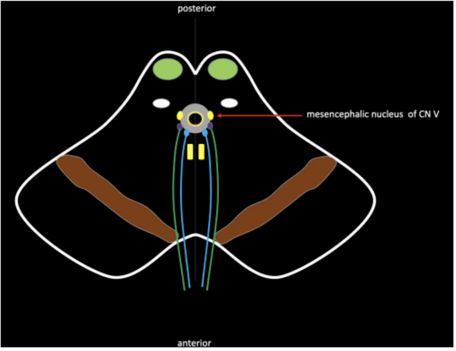 <p>Mesencephalic Nucleus of CN V</p>