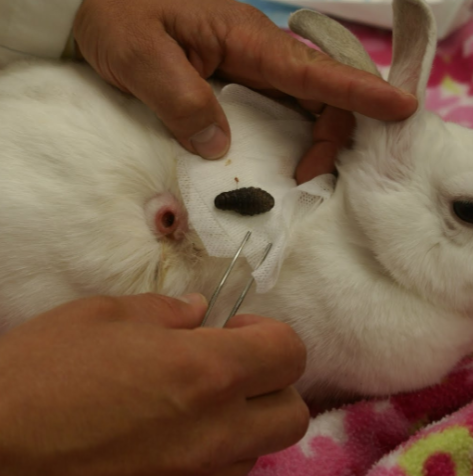 <p><span><span>Cuterebra - </span></span>bot flies. larvae develop under the skin. cause warbles, breathing pore. tiktok squirrels </p>