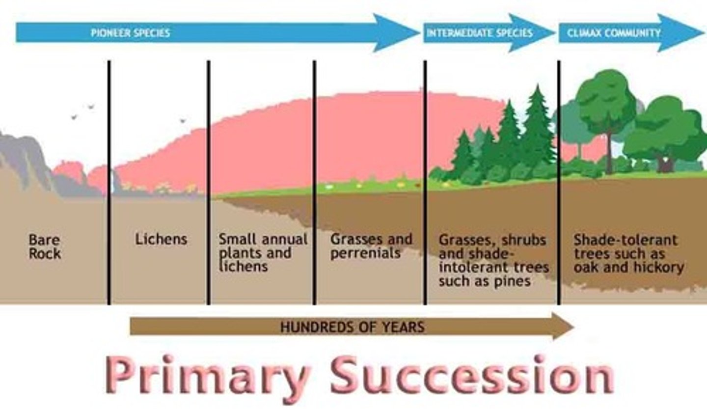 <p>Gradual process of change and replacement in ecosystems.</p>