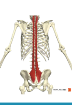 <p><span>M. Multdifidus </span></p>