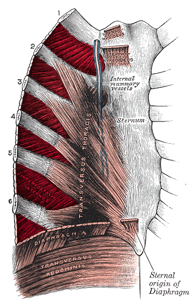 <p>What are the rib muscles?</p>