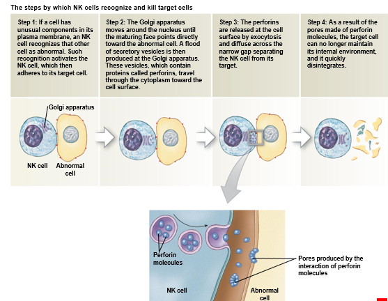 <p>Constant monitoring of normal tissues by NK cells. NK cells recognize bacteria, foreign cells, virus infected cells and cancer cells. NK cells also destroy abnormal cells.</p><p>Cancer cells often contain tumor specific antigens (they have a protein on their surface that indicates its a cancerous cell) NK cells recognize them as abnormal and destroy them</p>