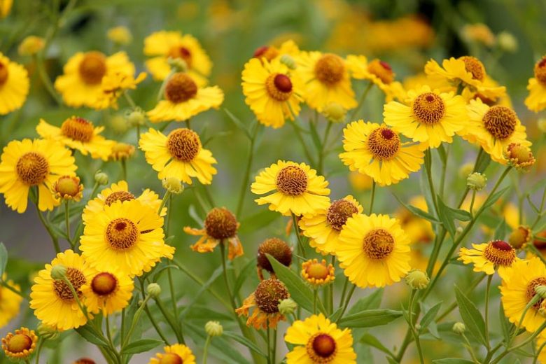 <p>A tall, branching plant with yellow to orange daisy-like blooms and winged stems.</p><ul><li><p>have cones above flowers</p></li></ul><p></p>