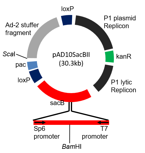 <ul><li><p><strong><u>P1 plasmid replicon</u></strong>: contains the origin of replication for the lysogenic pathway. It keeps the copy number to around 1 per cell.</p></li><li><p><strong><u>P1 lytic replicon</u></strong>: contains the origin of replication for the lytic pathway. It keeps the copy number higher (controlled by lac promoter)</p></li><li><p><strong><u>Kanamycin resistance gene</u></strong> kan<sup>r</sup></p></li><li><p><strong><u>2 loxP sites</u></strong> necessary for circularisation of the vector once the foreign DNA has been inserted.</p></li><li><p><strong><u>pac site</u></strong> which encodes the pacase.</p></li><li><p><strong><u>Stuffer DNA fragment</u></strong>, which is meant to be cut and removed once the foreign DNA has been inserted (see card on how foreign DNA is inserted into P1 vector).</p></li><li><p><strong><u>sacB</u></strong>, a positive selection marker to identify cells that have the foreign DNA. Expression of sacB in the presence of sucrose is detrimental to E.coli. It contains the <strong><u>BamH1</u></strong> restriction site for insertion of the foreign DNA.</p></li><li><p><strong><u>ScaI</u></strong> restriction site which is necessary for DNA insertion.</p></li></ul><p></p>