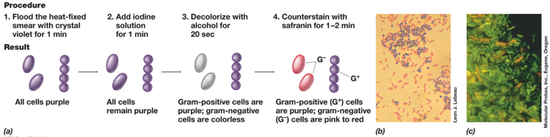 <ol><li><p><span>Primary stain in gram stains is crystal violet</span></p><ol><li><p><span>Sticks to all cells&nbsp;</span></p></li></ol></li><li><p><span>All the cells then are purple</span></p></li><li><p><span>Rinse with water, then come in with iodine</span></p></li><li><p><span>Iodine creates complex with crystal violet, makes it though cell wall&nbsp;</span></p></li><li><p><span>Add 95% ethanol&nbsp;</span></p><ol><li><p><span>Decolorizing step&nbsp;</span></p></li><li><p><span>Dehydrates some components of peptidoglycan layer&nbsp;</span></p></li><li><p><span>Creates tougher cell&nbsp;</span></p></li><li><p><span>Crystal violet and iodine can now sneak out, which makes it colorless&nbsp;</span></p></li></ol></li><li><p><span>Gram positive cells are purple&nbsp;</span></p></li><li><p><span>Gram negative cells are colorless&nbsp;</span></p></li><li><p><span>We then apply safranin to cells, nothing will happen to the gram-positive cells, but the gram-negative cells will become pink in color</span></p></li></ol><p></p>
