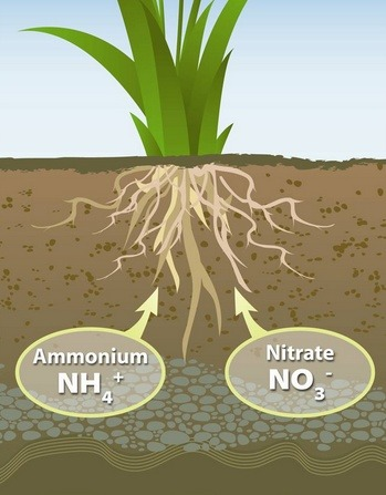 <p>The process by which plants and animals take up nitrogen from the soil, converting it into organic molecules. This is essential for the formation of proteins and nucleic acids. </p>