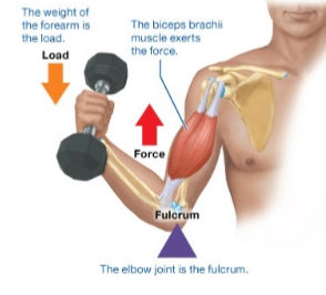 <p>Force in middle</p><p>Most motion</p>