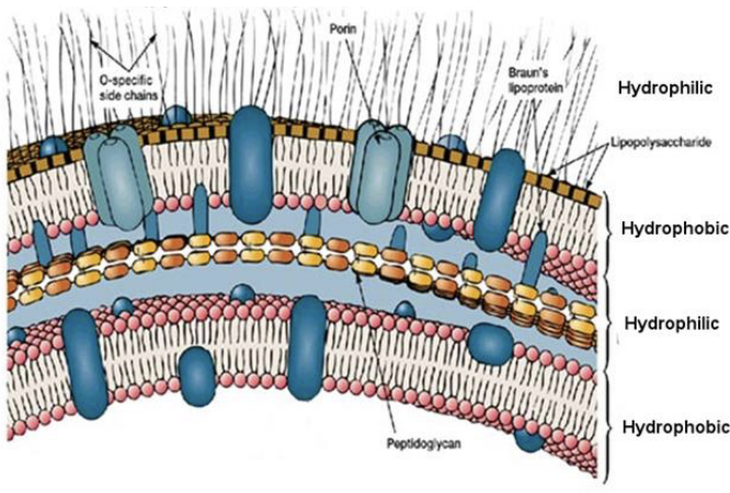 <p>This membrane is from what type of bacteria?</p>