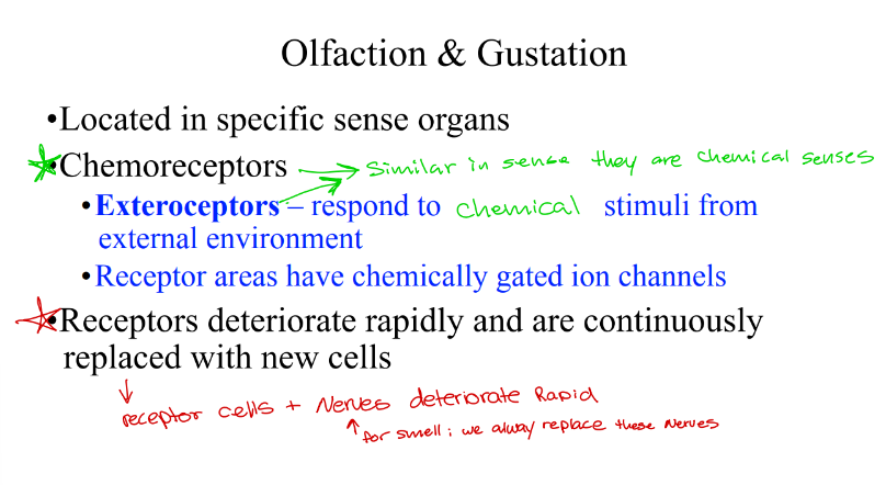<p>What two special senses are:</p><ul><li><p><strong>Special senses</strong></p></li><li><p>That use <strong>chemoreceptors</strong></p></li><li><p>To detect <strong>external chemicals</strong></p></li><li><p>And have a <strong>high turnover of receptor cells</strong></p></li></ul><p></p>