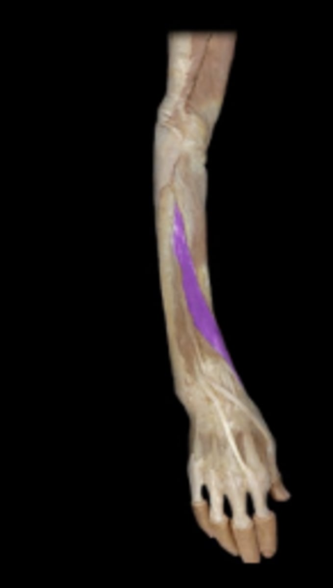 <p>action: abduction of pollex in frontal (palmar plane); extension of the pollex at carpometacarpal joint.</p>