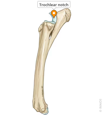 <p>C-shaped notch on the ulna.</p><p></p>