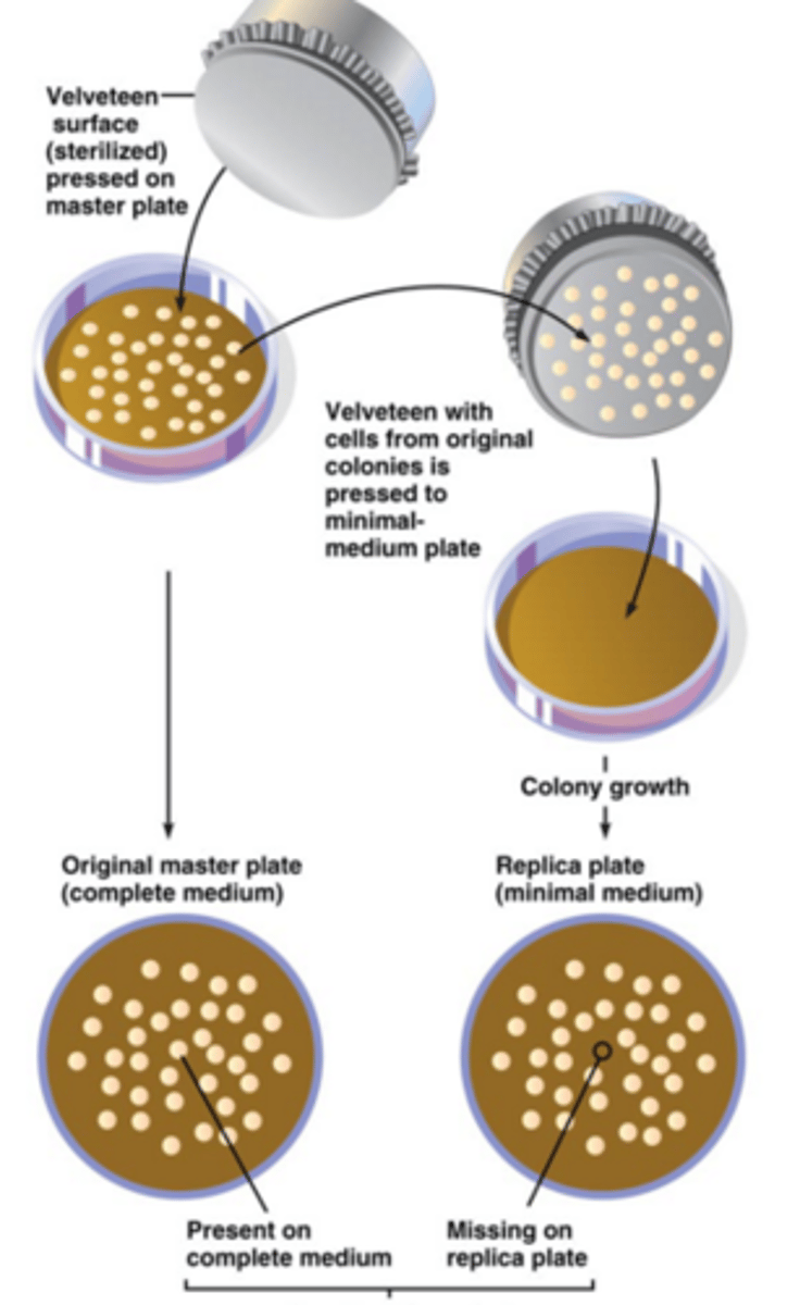 <p>allows us to copy one set of colonies onto multiple different media and determine mutations therein</p>