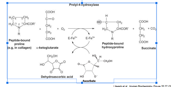 <p>each hydroxylation of proline residue converts ascorbate → dehydroascorbic acid</p>