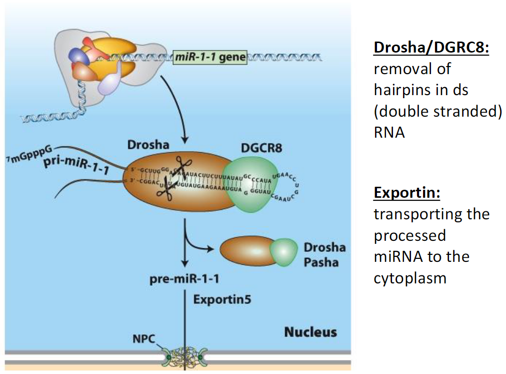 <p><strong>Drosha/DGCR8</strong><br> Removes hairpin structures from double-stranded RNA in the nucleus</p><p><strong>Exportin</strong><br> Transports the processed miRNA from the nucleus to the cytoplasm</p>
