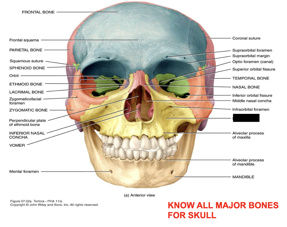 this is the skull, what major bone is this?