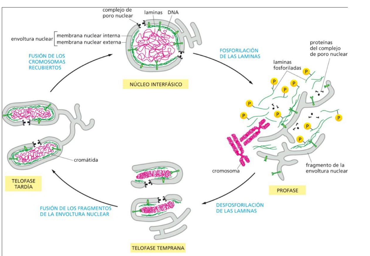 <p>Participates in cell division</p>