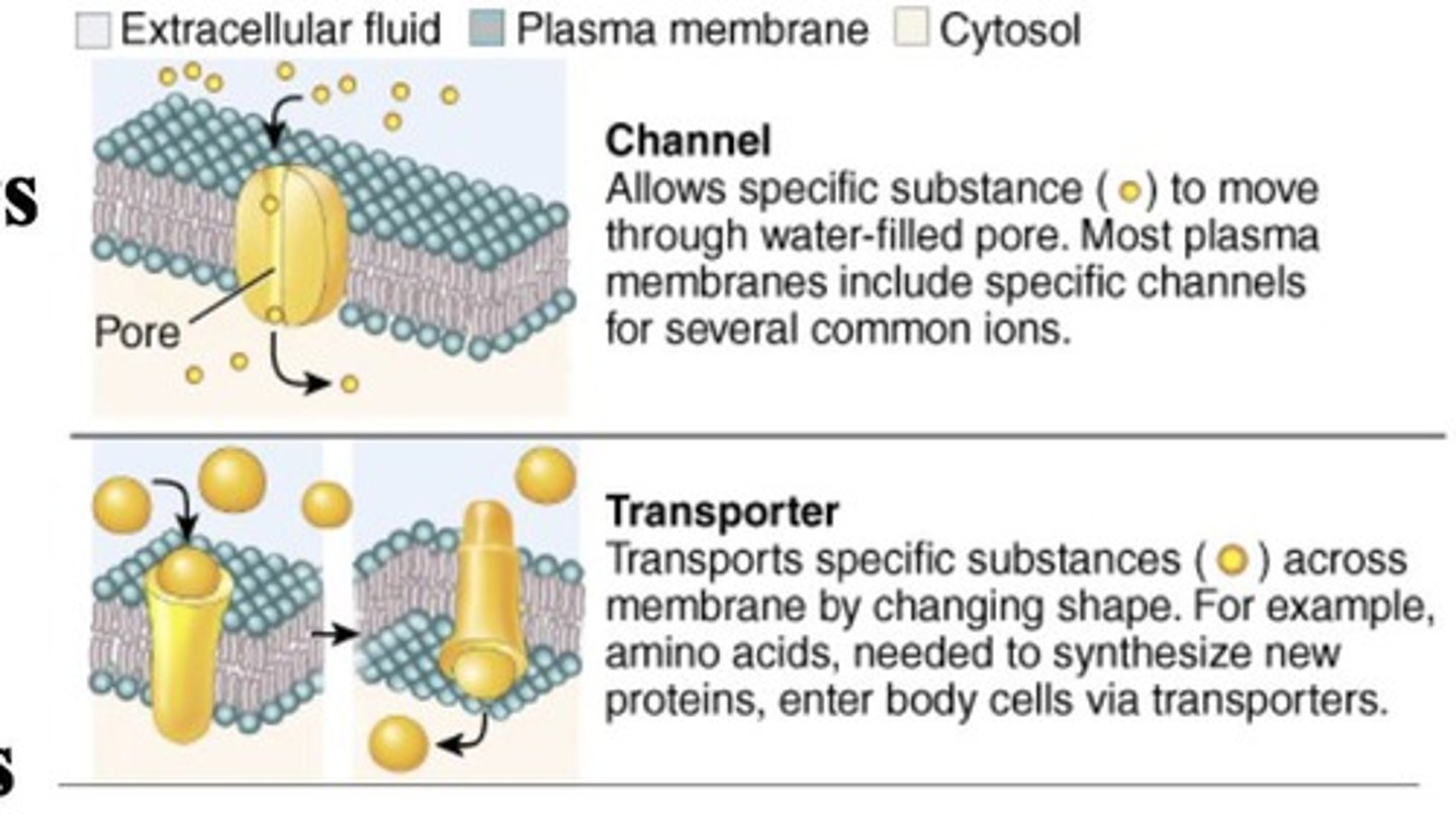 <p>Proteins that facilitate substance movement.</p>