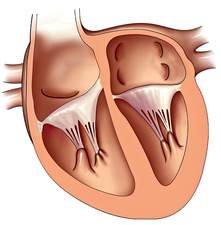 <p>cone shaped </p><p><span style="color: rgb(0, 0, 0);">They anchor the valve flaps in place during contraction and make sure they close tightly during each heartbeat.</span></p>