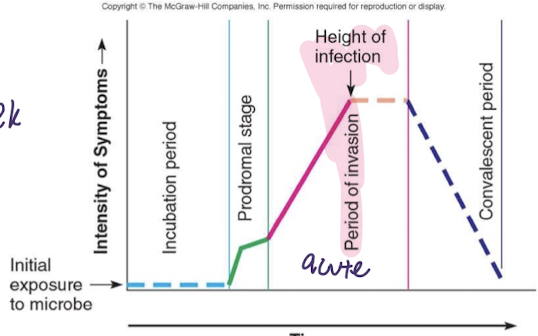 <p>pathogen decreasing in numbers -progressive host repair of damages -recovery</p>