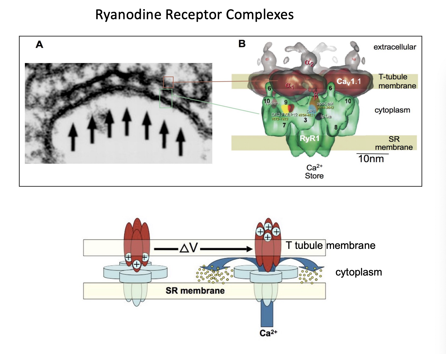 <p>Describe the release of Calcium from the triad. </p>