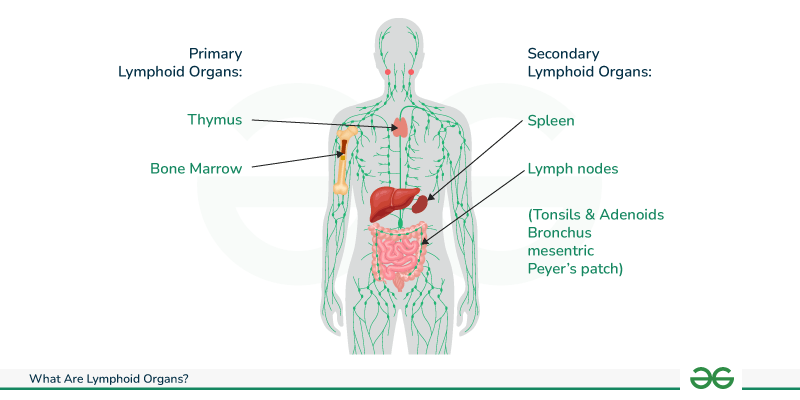 <p>They are responsible for the <strong>initial differentiation of B and T lymphocytes</strong> from precursors.</p>