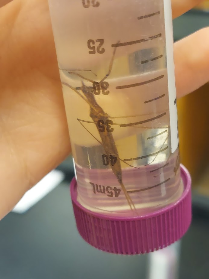 <p>Raptorial forelegs</p><p>Abdomen ends in long cylindrical breathing tube</p>