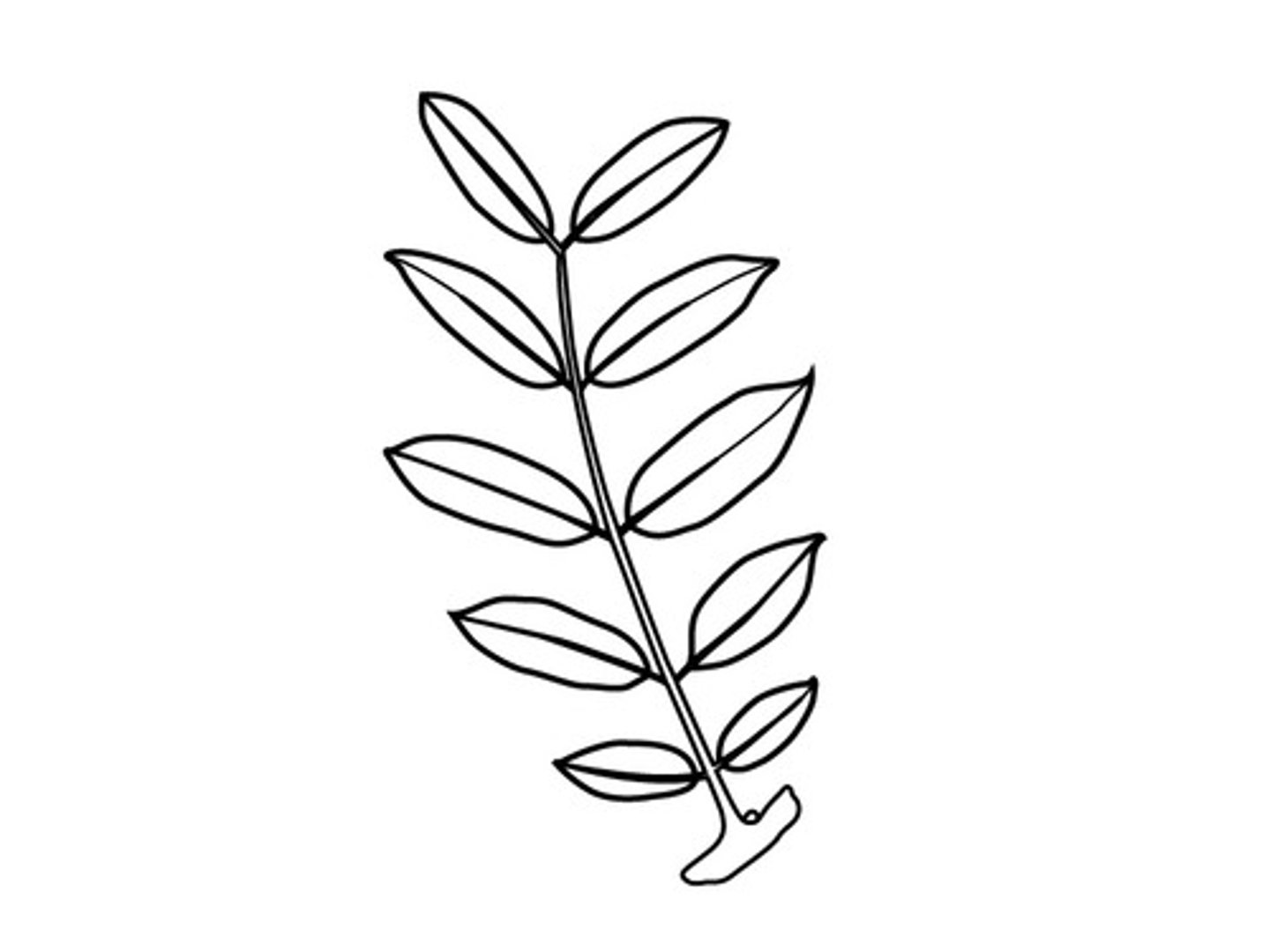 <p>two leaves per node facing ____ ways</p>