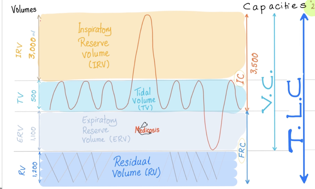 <ul><li><p>All the air breathed in and out during normal respiratory cycle (tidal, like tides in sea)</p></li><li><p>+- 500ml</p></li></ul><p></p>